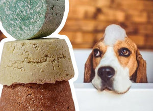 Shampwoof Bars - bestes Hundeshampoo